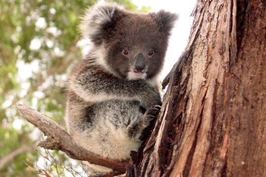 Kangaroo Island Luxury Small Group 'Island Life' Full Day Tour