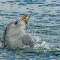 Cruises, Sailing & Water Tours