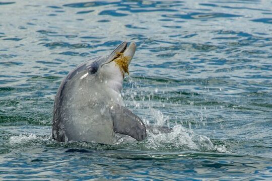 Guided Dolphin Eco-Cruise in Koombana Bay