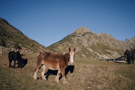 Andorra Small Group Day Tour from Barcelona