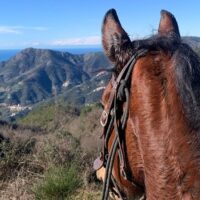 Horseback Riding