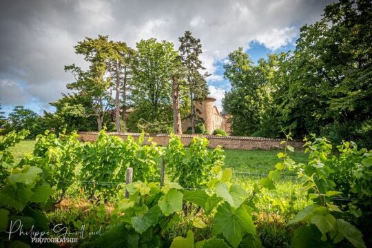 Beaujolais Wine Lovers Tour with Private Driver