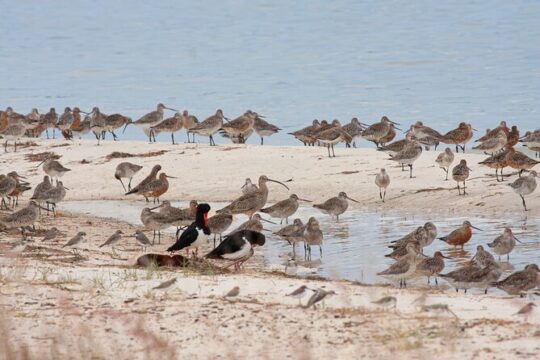 Full Day Birdlife Tour in Bribie Island