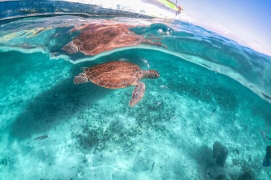 From Tulum: Akumal Beach Swim and Snorkel with Turtles Experience