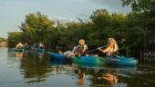 Sunset mangrove kayaking!