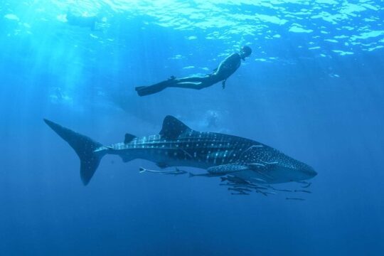 Whale Shark Watching & Snorkeling Experience