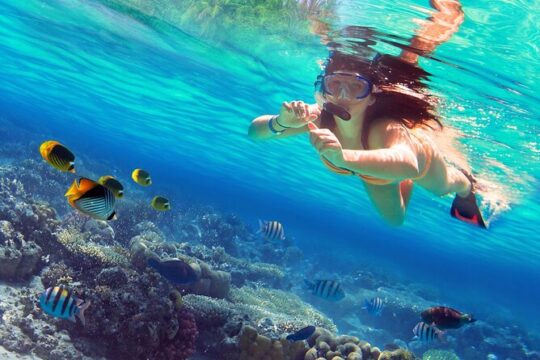Cozumel Sea Safari Snorkeling Tour