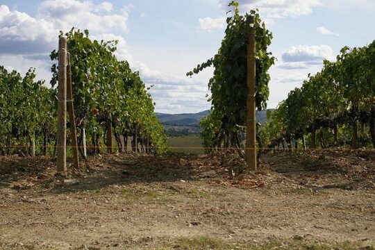 Shore Excursion from Livorno to Chianti area with Wine Tasting & Lunch