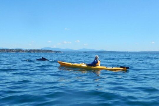 Whale Watching by Sea Kayak in Batemans Bay