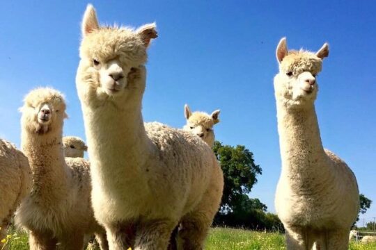 2-Hour Alpaca Farm Experience in Kenilworth