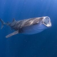 Shark Diving