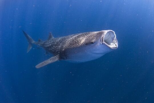 Whale shark encounter Private tour - swim with whale shark cancun