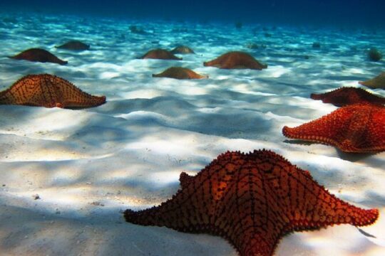 El Cielo Palancar and Columbia Snorkeling Tour