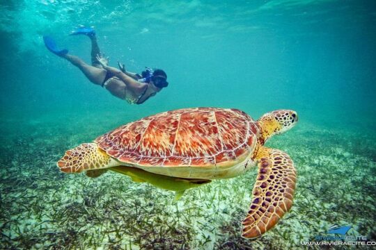 4-Hour Private 38' Catamaran Tour to Paamul Beach with Food, Open Bar & Snorkel
