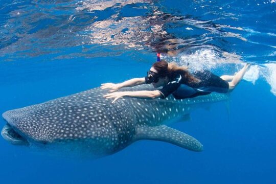 Whale Shark from Cancun, Riviera Maya and Tulum All Inclusive