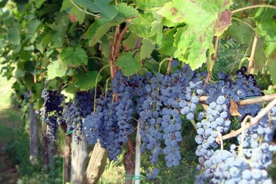 Vineyard Tour at one of the most famous wine-production centres in the Amalfi C.