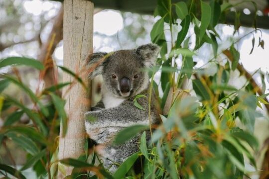 Kangaroo Encounter & Aboriginal Rock Arts Half-Day Trip from Sydney