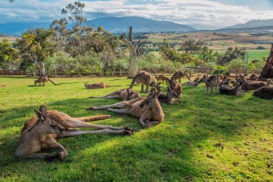 Shore Excursion: Hobart's Best In Half A Day