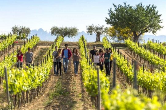 Barcelona Port Shore Excursion: Countryside Wine&Cava Tastings and Lunch