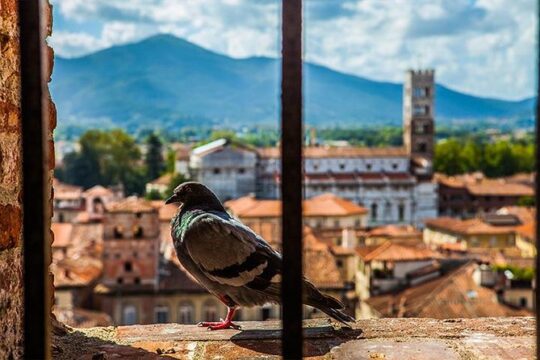 Lucca and Pisa Day Tour from Rome
