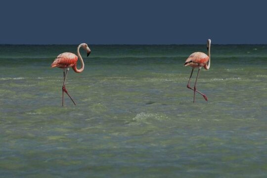HOLBOX ISLAND TOUR from Riviera Maya and Cancun (Private)
