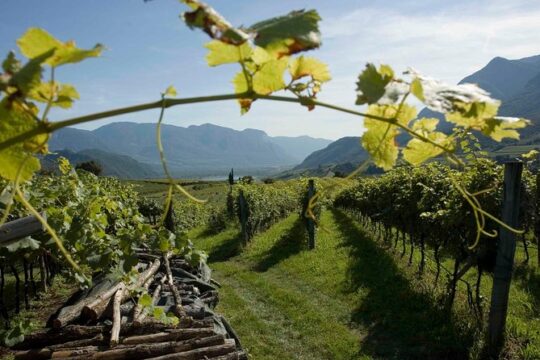Amarone Wine Tour