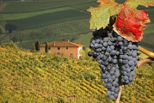 Montalcino and Pienza Tuscany Wine&Cheese ShoreExcursion from Civitavecchia Port