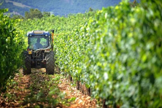 Chianti Vineyards Tours in Private Luxury Van from Florence