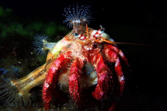 Discover Scuba Diving
