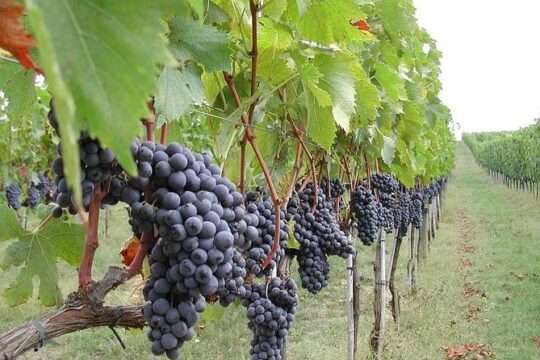 Private 6-Hour Tour of Three Etna Wineries with food and wine Tasting