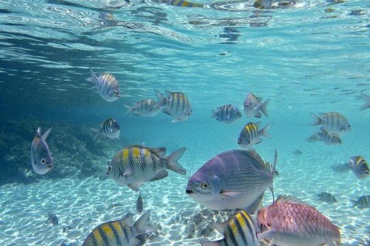 Paradise Taxi & Tours USVI-St Thomas- Airport Transfer Sapphire / Crystal Cove