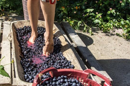 Grape stomping in Tuscan farmhouse from Florence