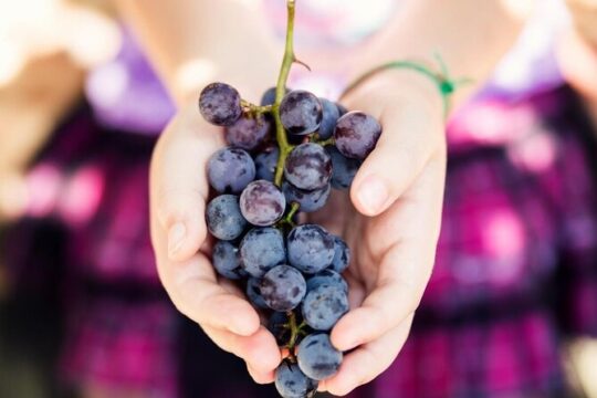Wine Tasting & Art Tour from Nice