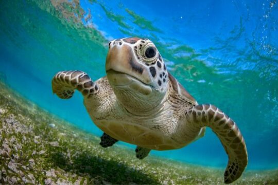 Half day snorkelling cenotes and turtles from Cancun and Riviera Maya