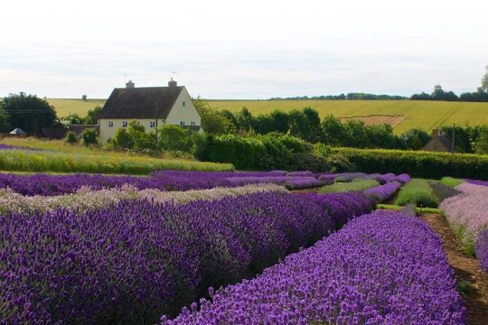 Cotswolds and Lavender Fields Tour with Country Pub Lunch