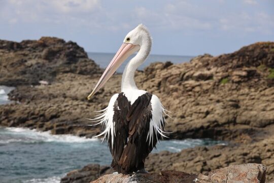 South Coast Day Tour, Blowholes, Lookouts, Bridge and Rainforest