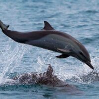 Dolphin & Whale Watching