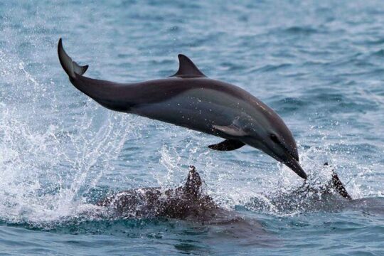 Huatulco Whale Watch Adventures