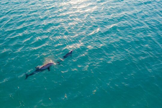 Dolphin spotting and snorkling in a dinghy