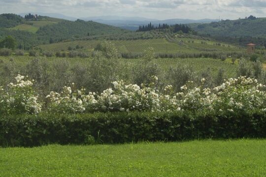 Discover Chianti Through its Wines