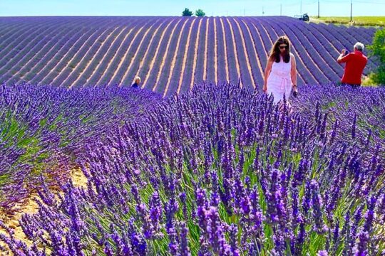 One-Day Lavender Tour of Valensole Sault and Luberon