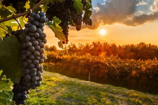 Chianti Private Tour with Dinner and Wine Tasting Experience