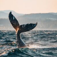 Romantic Tours