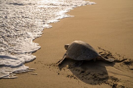 Turtle Release Escobilla Sanctuary and crocs in Ventanilla.