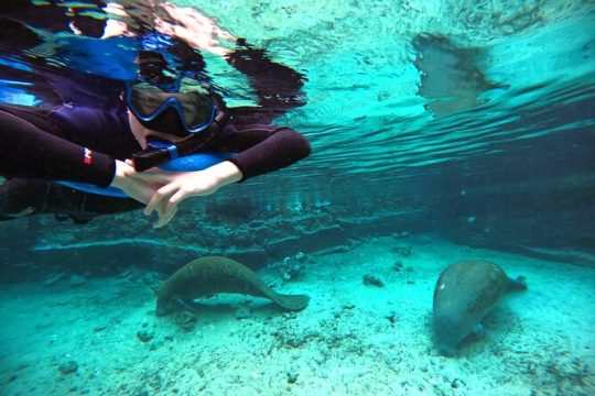Small Group 6 Passenger Manatee Swim