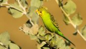 Found some great birds in the bush.