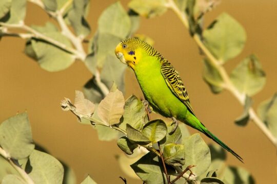 Pilbara Bird Tours