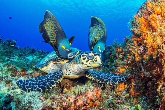 PADI Discover Scuba Diving Tour in Cozumel