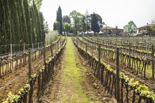 Wine tasting in Montepulciano and visit to Pienza, in Tuscany from Rome