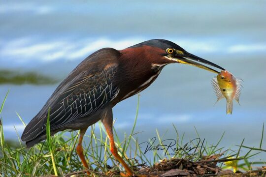 Mahahual and Costa Maya Birdwatching